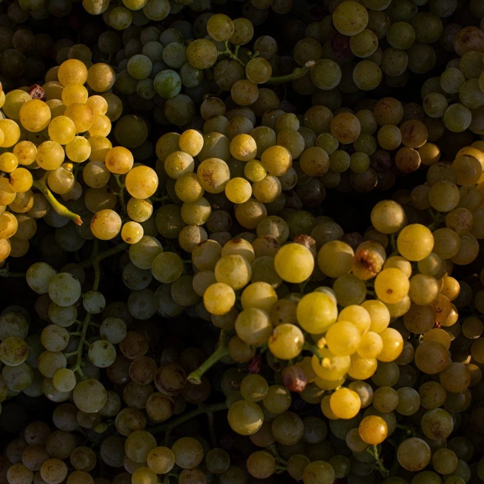 Le colline del Moscato
