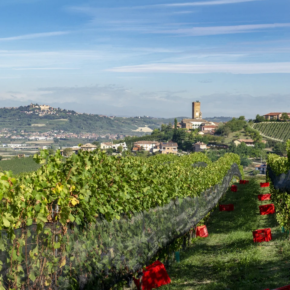 Il cru Asili